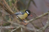 thumbnails/220-Paridae, Parus major, Kohlmeise_2019_12_16--12-33-52.jpeg.small.jpeg