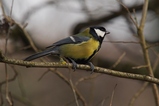 thumbnails/221-Paridae, Parus major, Kohlmeise_2020_02_18--12-48-49.jpeg.small.jpeg