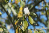 thumbnails/225-Paridae, Poecile montanus, Weidenmeise_2017_10_31--12-54-26.jpeg.small.jpeg