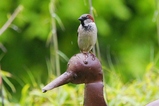 thumbnails/227-Passeridae,  Passer domesticus, Haussperling_2019_05_20--14-55-05.jpeg.small.jpeg