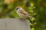 thumbnails/229-Passeridae, Passer domesticus, Haussperling_2020_10_17--16-15-37.jpeg.small.jpeg