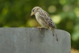 thumbnails/233-Passeridae, Passer domesticus, Haussperlingn_2020_09_13--12-13-03.jpeg.small.jpeg
