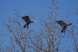 thumbnails/237-Phalacrocorax carbo, Kormorane_2013_02_17--14-56-28.jpeg.small.jpeg
