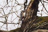 thumbnails/240-Picidae, Dendrocopos major, Buntspecht_2019_04_06--11-13-12.jpeg.small.jpeg