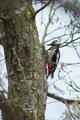 thumbnails/242-Picidae, Dendrocopus major, Buntspecht_2013_03_17--11-50-17.jpeg.small.jpeg