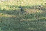 thumbnails/246-Picidae, Picus viridis, Gruenspecht_2018_08_17--08-51-21.jpeg.small.jpeg