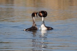 thumbnails/251-Podicipedidae, Podiceps cristatus, HaubentaucherPodiceps cristatus, Haubentaucher bei der Balz_2015_04_24--09-10-59.jpeg.small.jpeg