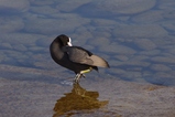 thumbnails/256-Rallidae, Fulica atra, Blaesshuhn_2011_02_14--14-39-29.jpeg.small.jpeg