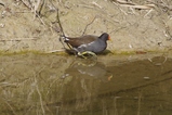 thumbnails/261-Rallidae, Gallinula chloropus, Teichhuhn_2014_03_07--12-04-23.jpeg.small.jpeg