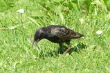 thumbnails/294-Sturnidae, Sturnus vulgaris, Star_2020_07_27--15-12-39.jpeg.small.jpeg