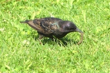 thumbnails/295-Sturnidae, Sturnus vulgaris, Star_2020_07_27--15-12-50.jpeg.small.jpeg