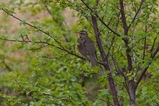 thumbnails/307-Turdidae, Turdus iliacus, Rotdrossel_2019_06_14--15-52-25.jpeg.small.jpeg