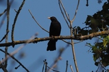 thumbnails/308-Turdidae, Turdus merula, Amsel, Maennchen_2019_04_01--10-40-49.jpeg.small.jpeg