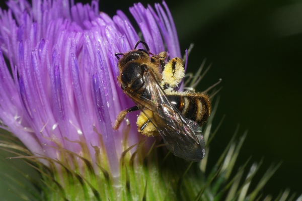 Skaliertes Bild Hymenoptera, Andrenidae, Andrena_2023_07_18--11-14-59.jpg 