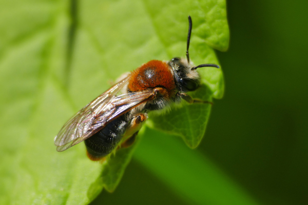 Skaliertes Bild Hymenoptera, Apidae, Andrena haemorrhoa, Erdbiene_2019_05_15--10-23-06.jpg 