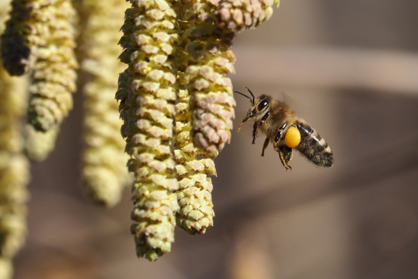 Skaliertes Bild Hymenoptera, Apidae, Apis mellifera, Honigbiene an Haselbluete_2023_02_21--14-23-19.jpg 