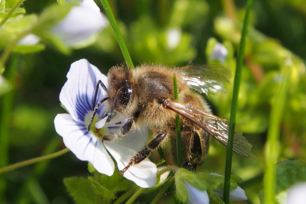 Skaliertes Bild Hymenoptera, Apidae, Apis mellifera, an Katzenauge_2017_03_25--16-20-03.jpg 