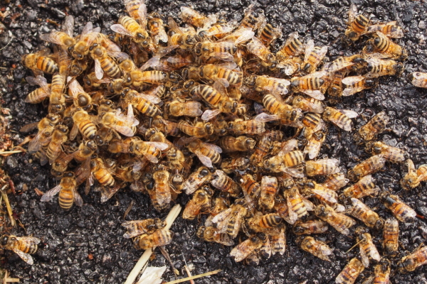 Skaliertes Bild Hymenoptera, Apidae, Apis mellifera, kleiner Schwarm auf dem Trottoir_2018_06_03--18-29-41.jpg 
