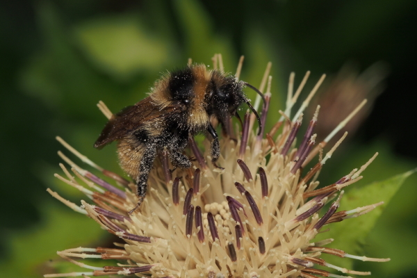 Skaliertes Bild Hymenoptera, Apidae, Bombs camprestis, Kuckuckshummel_2018_08_25--08-47-32.jpg 