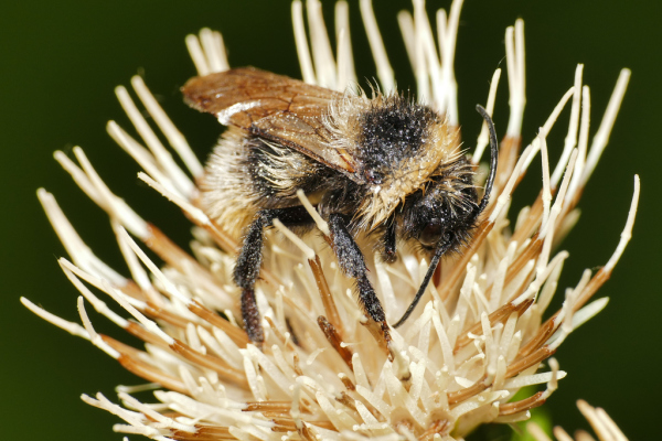Skaliertes Bild Hymenoptera, Apidae, Bombus campestris, Kuckuckshummel_2019_08_23--09-33-49.jpg 