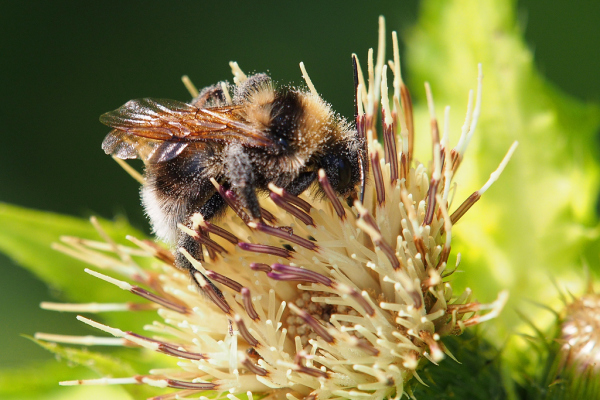 Skaliertes Bild Hymenoptera, Apidae, Bombus hortorum, Gartenhummel_2019_07_18--10-25-22.jpg 