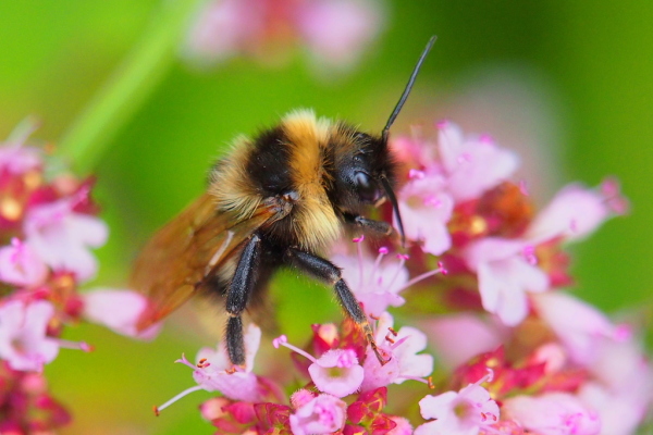 Skaliertes Bild Hymenoptera, Apidae, Bombus hortorum, Gartenhummel_2020_07_16--14-39-17.jpg 