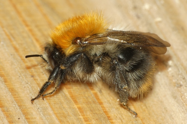 Skaliertes Bild Hymenoptera, Apidae, Bombus pascuorum, Ackerhummel_2020_09_02--09-52-17.jpg 