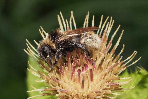 Skaliertes Bild Hymenoptera, Apidae, Bombus sylvarum, Waldhummel_2018_10_02--11-11-32.jpg 