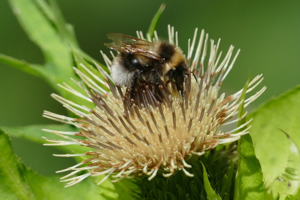 Skaliertes Bild Hymenoptera, Apidae, Bombus terrestris, Erdhummel_2020_07_12--11-01-12.jpg 