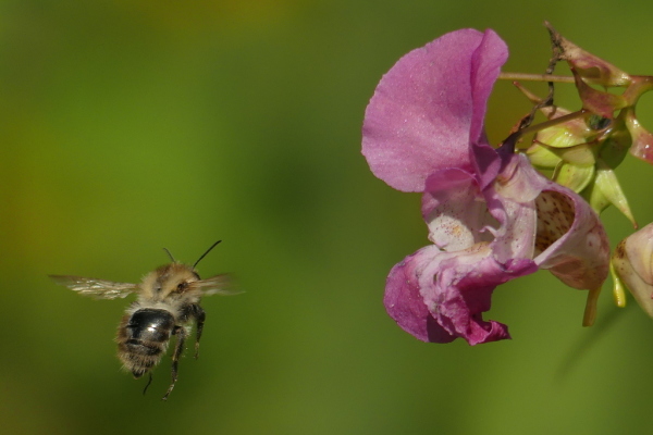 Skaliertes Bild Hymenoptera, Apidae, Bombus, Hummel  im Anflug_2020_08_18--11-16-10.jpg 