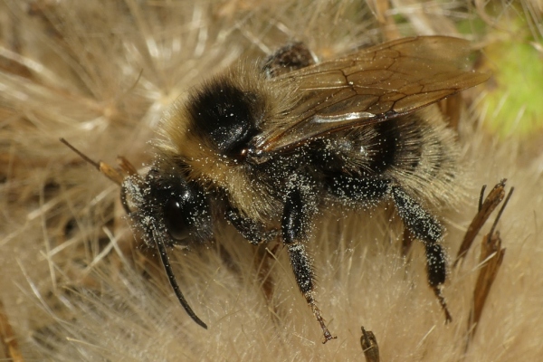 Skaliertes Bild Hymenoptera, Apidae, Bombus, Hummel_2020_08_27--10-42-05.jpg 