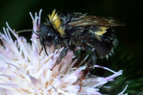 Skaliertes Bild Hymenoptera, Apidae, Bombus, nass gewordene Hummel_2020_08_03--09-46-03.jpg 