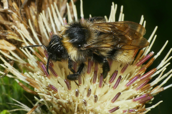 Skaliertes Bild Hymenoptera, Apidae, Bombus_2023_09_13--10-12-27.jpg 