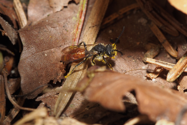 Skaliertes Bild Hymenoptera, Apidae, Nomada, Wespenbiene_2018_03_26--12-58-23.jpg 