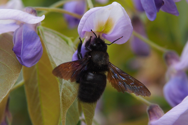 Skaliertes Bild Hymenoptera, Apidae, Xylocopa violacea, Grosse Holzbiene_2019_05_25--11-36-35.jpg 