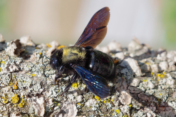 Skaliertes Bild Hymenoptera, Apidae, Xylocopa violacea, Grosse Holzbiene_2020_05_17--14-01-07.jpg 