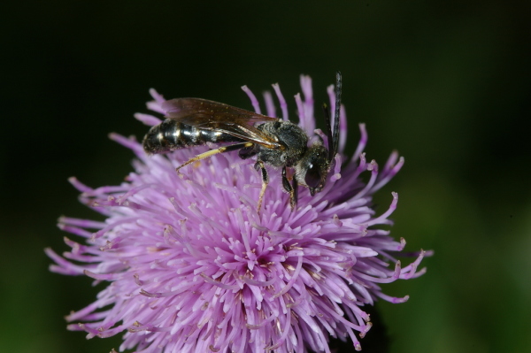 Skaliertes Bild Hymenoptera, Apidae,_2006_09_29--15-02-40.jpg 