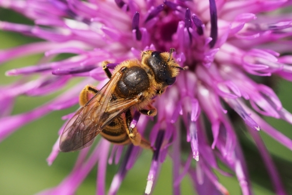 Skaliertes Bild Hymenoptera, Apidae,_2015_09_07--10-50-24.jpg 
