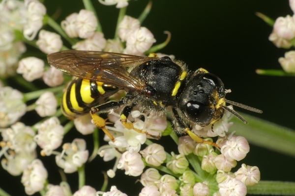 Skaliertes Bild Hymenoptera, Crabronidae, Crabro_2020_08_27--10-05-32.jpg 