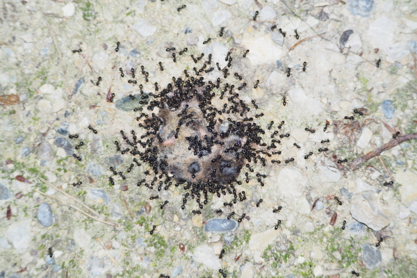 Skaliertes Bild Hymenoptera, Formicidae, Ameisen fressen an toter Maus_2018_07_01--13-44-05.jpg 