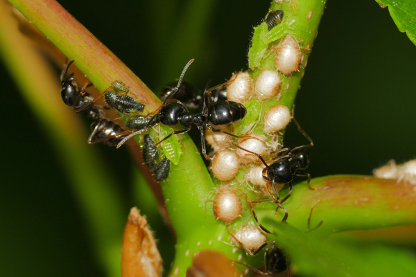 Skaliertes Bild Hymenoptera, Formicidae, Ameisen mit Laeusen_2020_05_06--09-36-05.jpg 