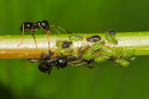 Skaliertes Bild Hymenoptera, Formicidae, Ameisen mit Laeusen_2020_05_06--09-36-45.jpg 