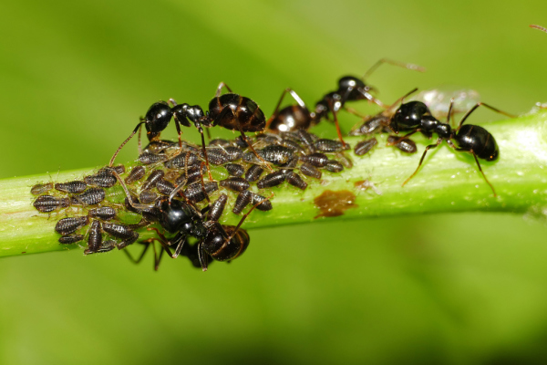 Skaliertes Bild Hymenoptera, Formicidae, Ameisen mit Laeusen_2020_05_06--09-37-27.jpg 