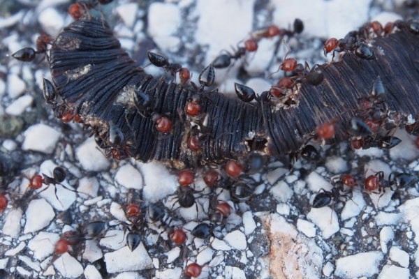 Skaliertes Bild Hymenoptera, Formicidae, Ameisen zerlegen vertrockneten Regenwurm_2017_06_20--20-39-57.jpg 