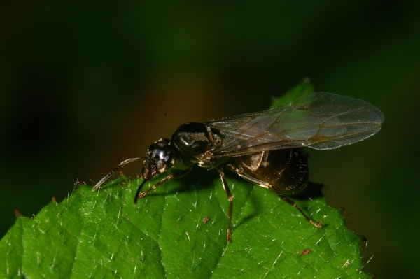 Skaliertes Bild Hymenoptera, Formicidae, Ameisenweibchen mit Fluegeln_2007_07_13--15-00-04.jpg 