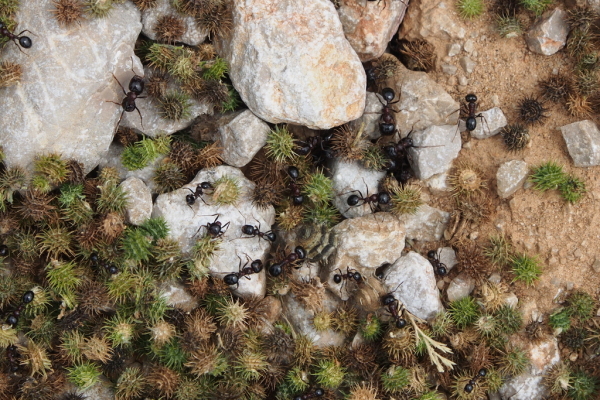 Skaliertes Bild Hymenoptera, Formicidae, Eintragen von Samen_2016_06_09--12-44-42.jpg 