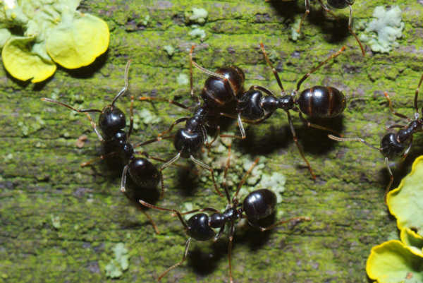 Skaliertes Bild Hymenoptera, Formicidae, Lasius fuliginosus, Holzameise_2013_04_21--14-14-14.jpg 