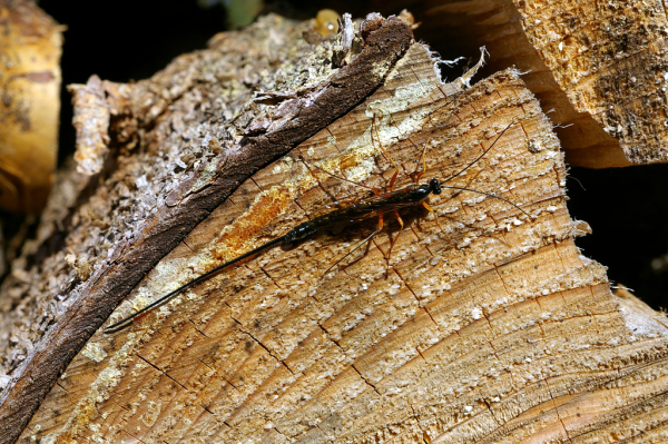 Skaliertes Bild Hymenoptera, Ichneumonidae, an Holzstamm, Eier legend_2006_10_22--11-29-56.jpg 