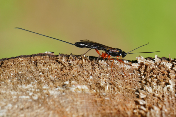 Skaliertes Bild Hymenoptera, Ichneumonidae,_2019_09_10--14-17-59.jpg 