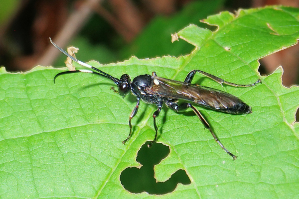 Skaliertes Bild Hymenoptera, Ichneumonidae,_2020_07_15--09-24-35.jpg 